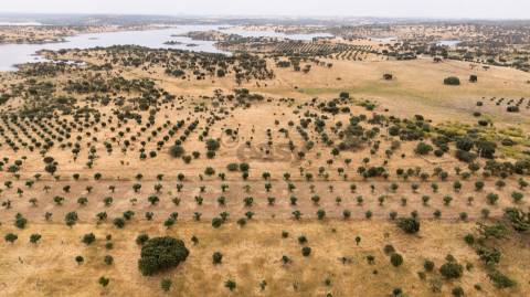 Terreno Agrícola com Olival com 14000m2 Barragem de Alqueva– Ferreira de Capelins, Alandroal