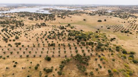 Terreno Agrícola com Olival com 14000m2 Barragem de Alqueva– Ferreira de Capelins, Alandroal