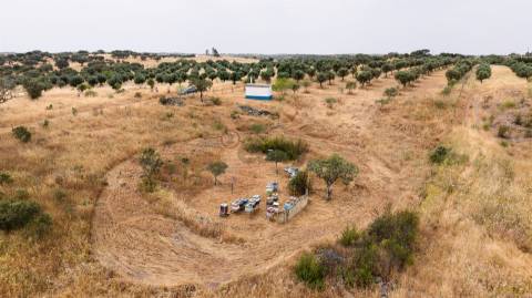 Terreno Agrícola com Olival com 14000m2 Barragem de Alqueva– Ferreira de Capelins, Alandroal