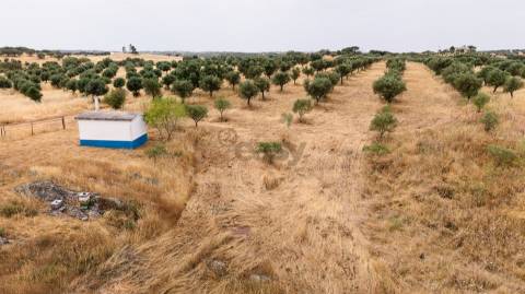 Terreno Agrícola com Olival com 14000m2 Barragem de Alqueva– Ferreira de Capelins, Alandroal