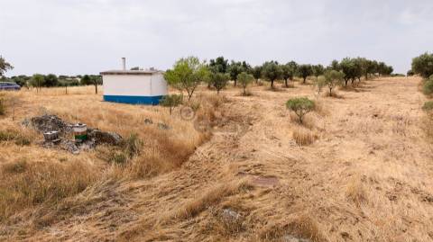 Terreno Agrícola com Olival com 14000m2 Barragem de Alqueva– Ferreira de Capelins, Alandroal