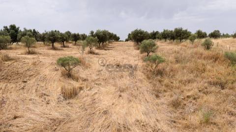 Terreno Agrícola com Olival com 14000m2 Barragem de Alqueva– Ferreira de Capelins, Alandroal