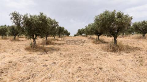 Terreno Agrícola com Olival com 14000m2 Barragem de Alqueva– Ferreira de Capelins, Alandroal