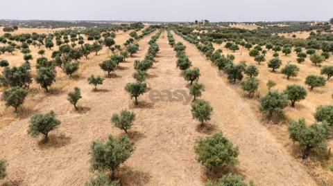 Terreno Agrícola com Olival com 14000m2 Barragem de Alqueva– Ferreira de Capelins, Alandroal