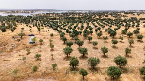 Terreno Agrícola com Olival com 14000m2 Barragem de Alqueva– Ferreira de Capelins, Alandroal
