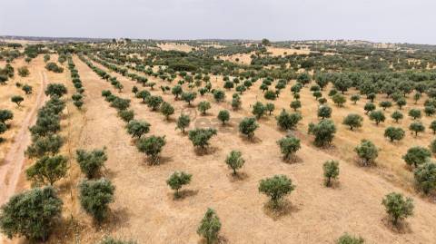 Terreno Agrícola com Olival com 14000m2 Barragem de Alqueva– Ferreira de Capelins, Alandroal