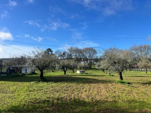 Terreno Urbano com 8400m2 com Olival – Courela da Nascente, Reguengo de São Mateus, Montemor-o-Novo