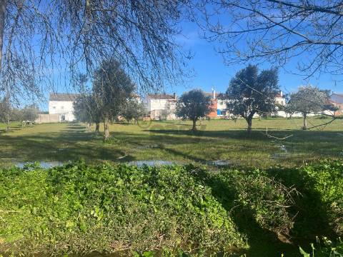 Terreno Urbano com 8400m2 com Olival – Courela da Nascente, Reguengo de São Mateus, Montemor-o-Novo