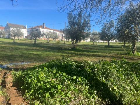 Terreno Urbano com 8400m2 com Olival – Courela da Nascente, Reguengo de São Mateus, Montemor-o-Novo