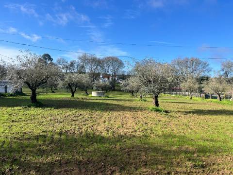 Terreno Urbano com 8400m2 com Olival – Courela da Nascente, Reguengo de São Mateus, Montemor-o-Novo