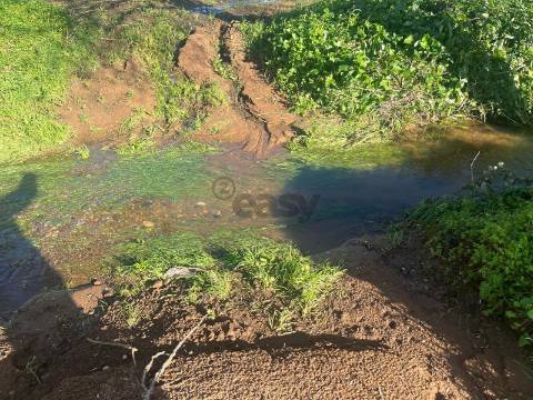 Terreno Urbano com 8400m2 com Olival – Courela da Nascente, Reguengo de São Mateus, Montemor-o-Novo