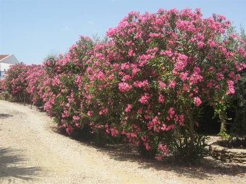 Quinta/Herdade em Alqueva para Venda - 785.000,00€