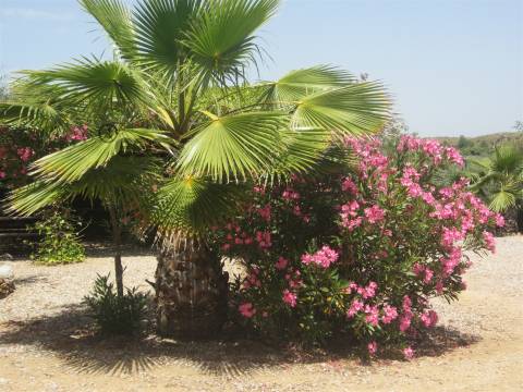 Quinta/Herdade em Alqueva para Venda - 785.000,00€