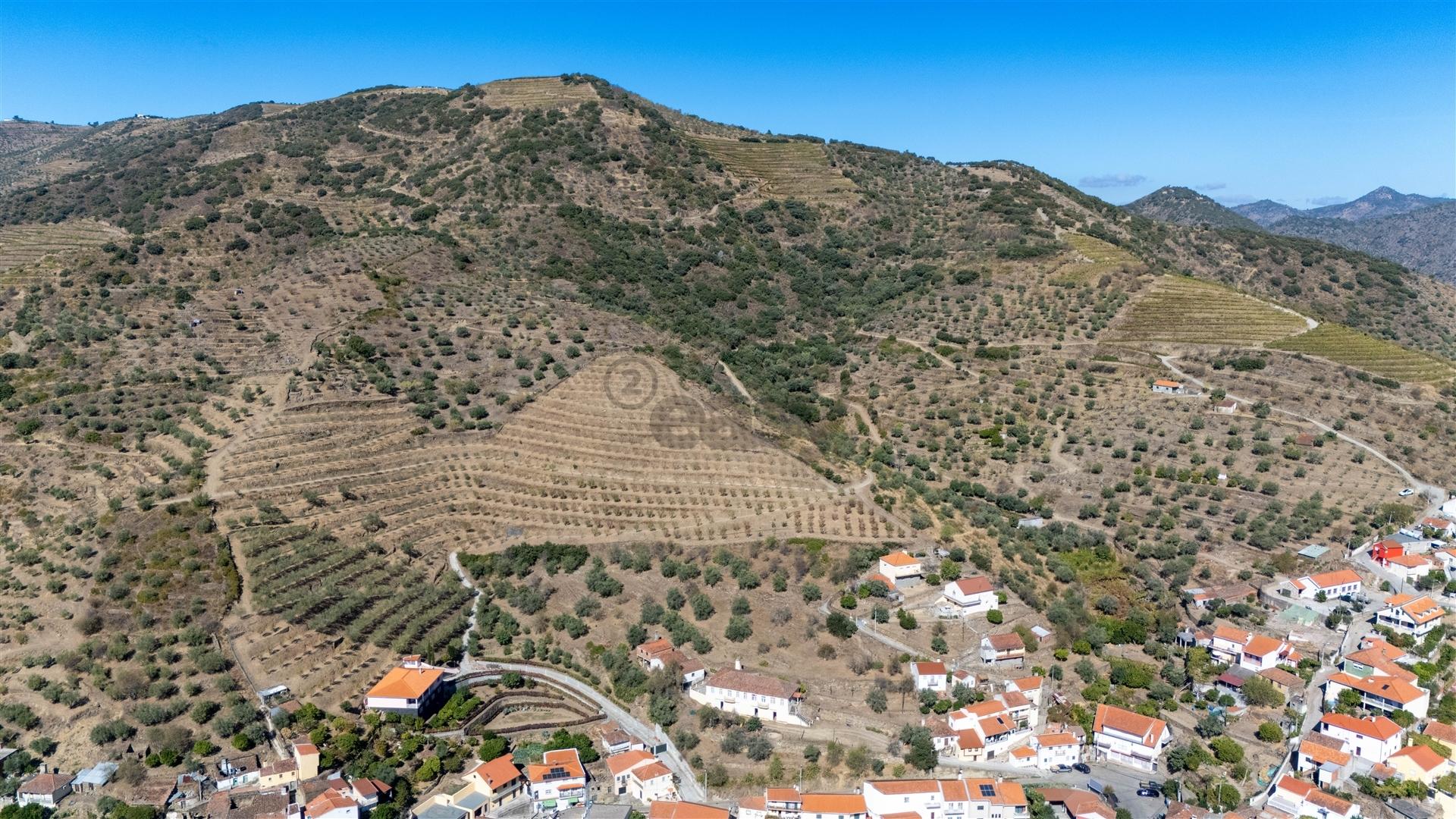 Quinta S. João da Pesqueira