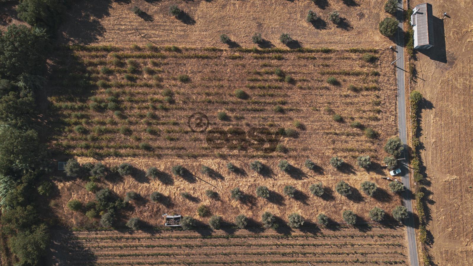 Vende-se Terreno Agrícola na Vidigueira com Vinha e Olival - 27.500,00€