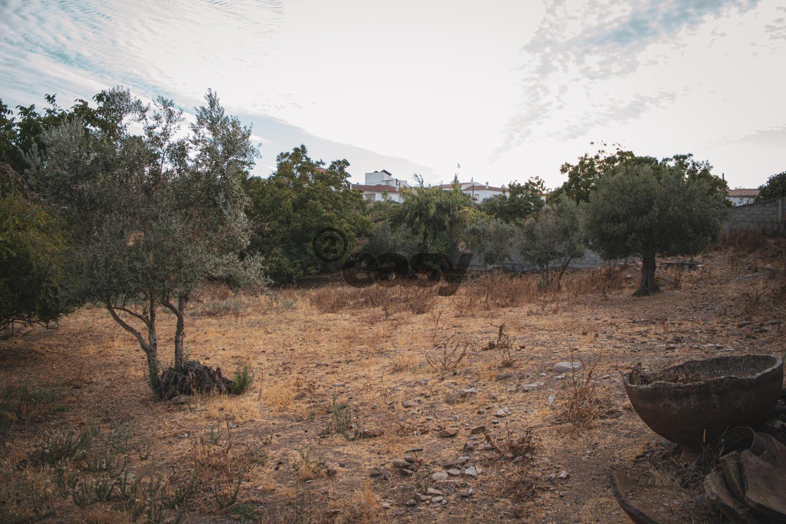 Vende-se Terreno Agrícola na Vidigueira com Vinha e Olival - 27.500,00€