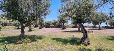 TERRENO MISTO COM 1,65 HA PARA VENDA EM PORTEL