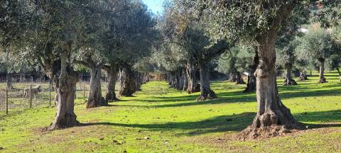 TERRENO MISTO COM 1,65 HA PARA VENDA EM PORTEL