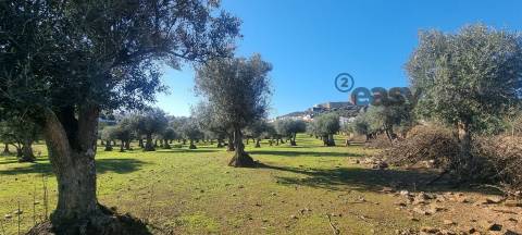 TERRENO MISTO COM 1,65 HA PARA VENDA EM PORTEL