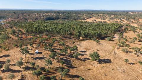 Terreno Misto com 8250m2, possibilidade de casa com 108m2, Abela, Alentejo