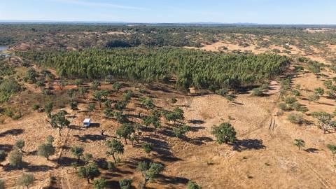 Terreno Misto com 8250m2, possibilidade de casa com 108m2, Abela, Alentejo