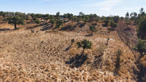 Terreno Misto com 8250m2, possibilidade de casa com 108m2, Abela, Alentejo