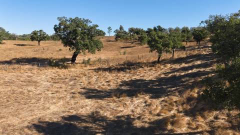 Terreno Misto com 8250m2, possibilidade de casa com 108m2, Abela, Alentejo