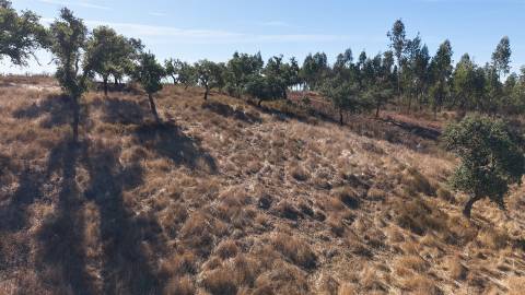 Terreno Misto com 8250m2, possibilidade de casa com 108m2, Abela, Alentejo