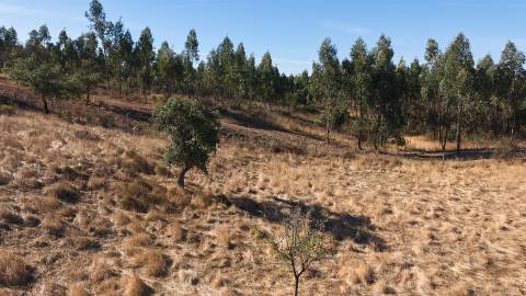 Terreno Misto com 8250m2, possibilidade de casa com 108m2, Abela, Alentejo