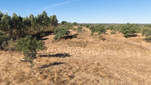 Terreno Misto com 8250m2, possibilidade de casa com 108m2, Abela, Alentejo