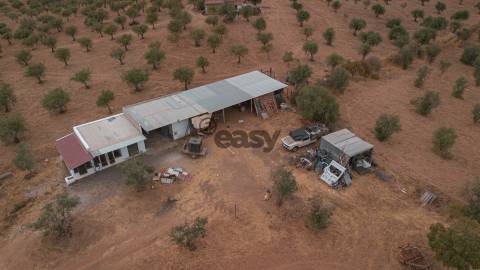 Vende-se Terreno agrícola com 49.750 m² (4,975 ha) em Portel, com olival em produção ativa.
