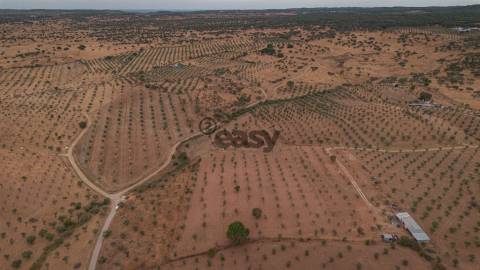 Vende-se Terreno agrícola com 49.750 m² (4,975 ha) em Portel, com olival em produção ativa.