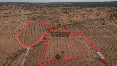 Vende-se Terreno agrícola com 49.750 m² (4,975 ha) em Portel, com olival em produção ativa.