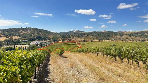 Vinha de Sequeiro Em Borba - Exclusividade no Coração do Alentejo