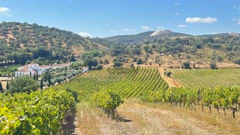 Vinha de Sequeiro Em Borba - Exclusividade no Coração do Alentejo