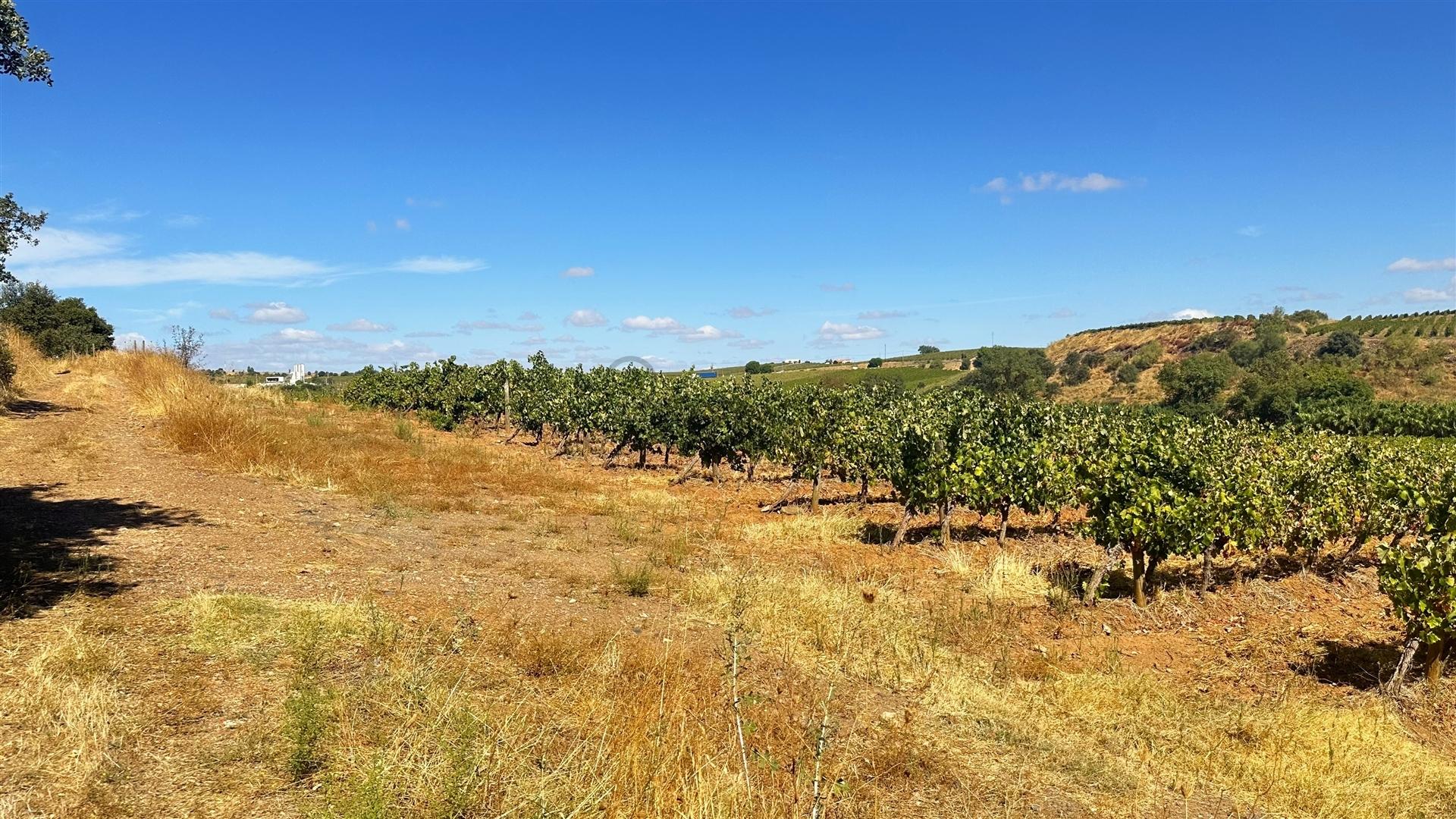 Vinha de Sequeiro Em Borba - Exclusividade no Coração do Alentejo