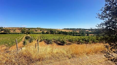 Vinha de Sequeiro Em Borba - Exclusividade no Coração do Alentejo