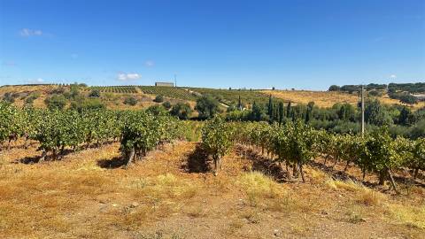 Vinha de Sequeiro Em Borba - Exclusividade no Coração do Alentejo