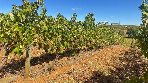 Vinha de Sequeiro Em Borba - Exclusividade no Coração do Alentejo