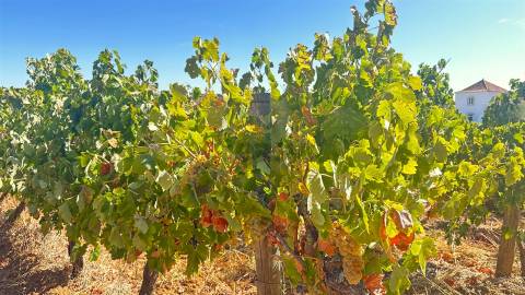 Vinha de Sequeiro Em Borba - Exclusividade no Coração do Alentejo