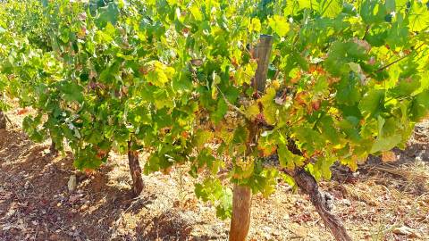 Vinha de Sequeiro Em Borba - Exclusividade no Coração do Alentejo