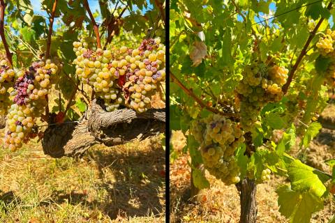 Vinha de Sequeiro Em Borba - Exclusividade no Coração do Alentejo