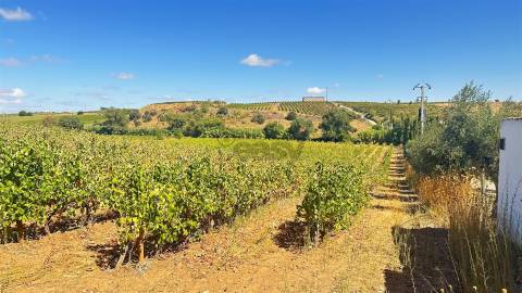 Vinha de Sequeiro Em Borba - Exclusividade no Coração do Alentejo