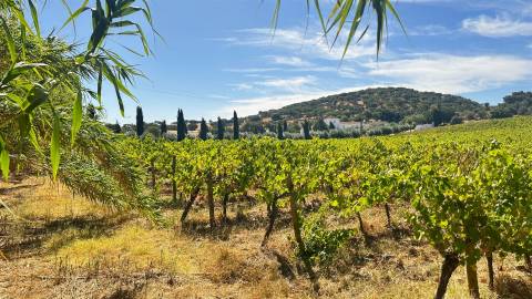 Vinha de Sequeiro Em Borba - Exclusividade no Coração do Alentejo