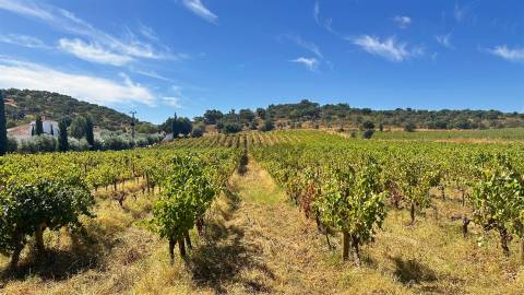 Vinha de Sequeiro Em Borba - Exclusividade no Coração do Alentejo