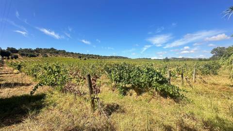 Vinha de Sequeiro Em Borba - Exclusividade no Coração do Alentejo