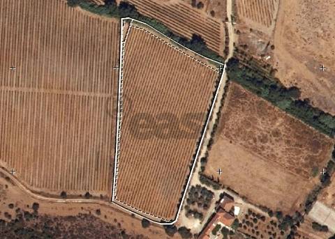 Vinha de Sequeiro Em Borba - Exclusividade no Coração do Alentejo