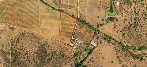 Vinha de Sequeiro Em Borba - Exclusividade no Coração do Alentejo