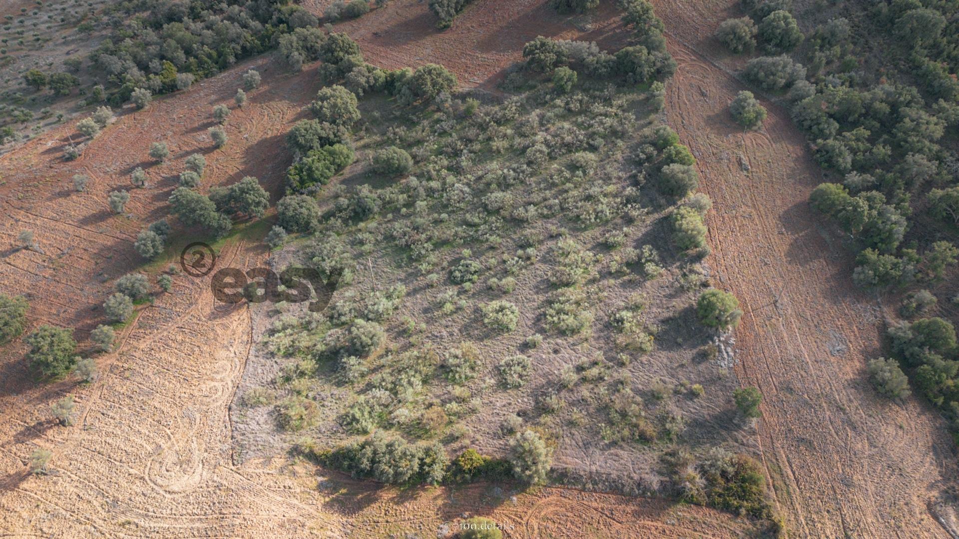 Terreno Rústico em Vila De Frades