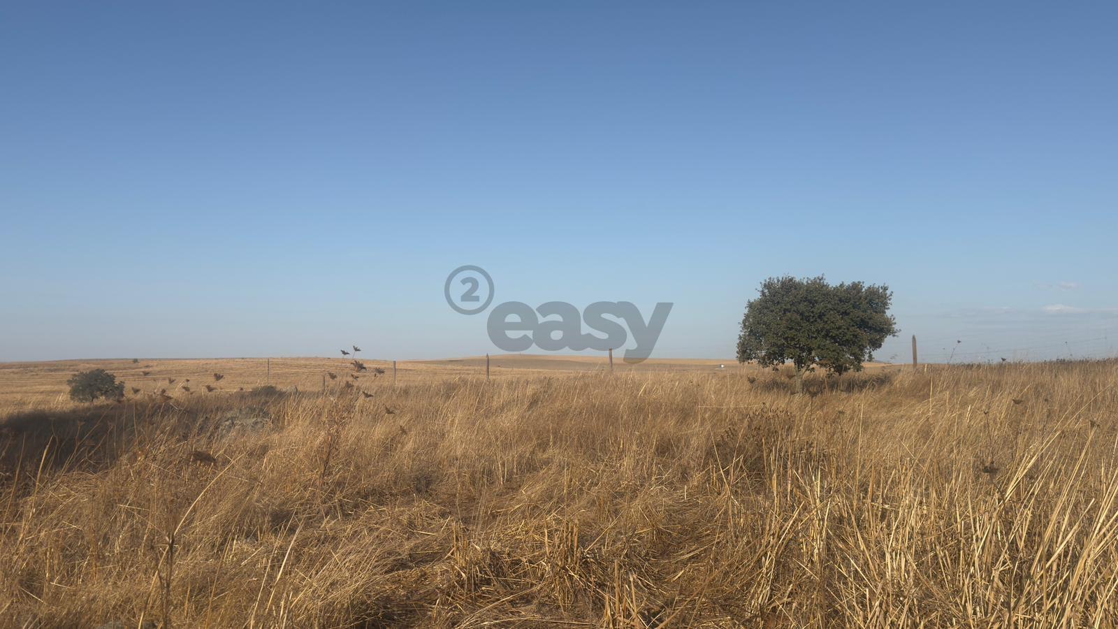 Terreno rústico com 4.5ha, Casével, Castro Verde